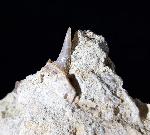 cf. Araloselachus cuspidatus (AGASSIZ 1843) - Bild © FossNet FossilienStore